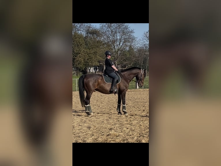 Deutsches Sportpferd Wallach 21 Jahre 169 cm Brauner in Radebeul