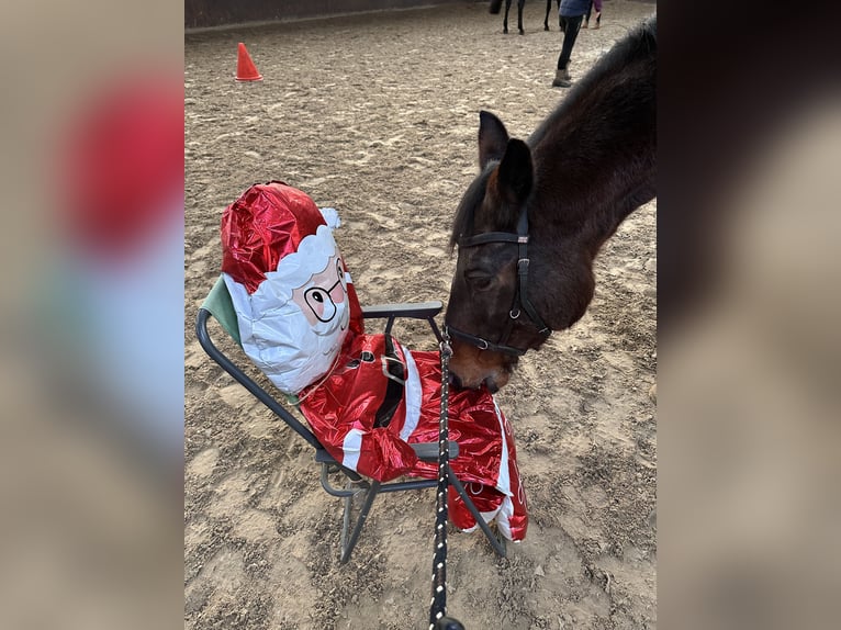 Deutsches Sportpferd Wallach 21 Jahre 172 cm Dunkelbrauner in Osnabrück