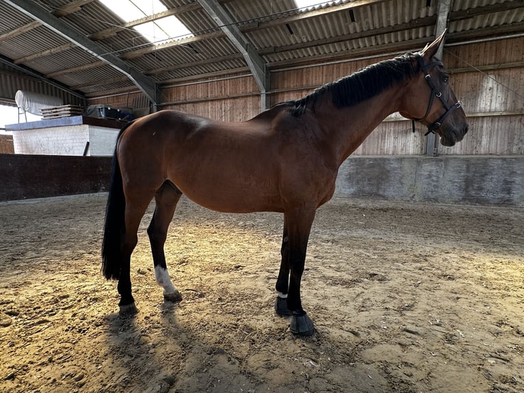 Deutsches Sportpferd Wallach 21 Jahre 172 cm Dunkelbrauner in Osnabrück