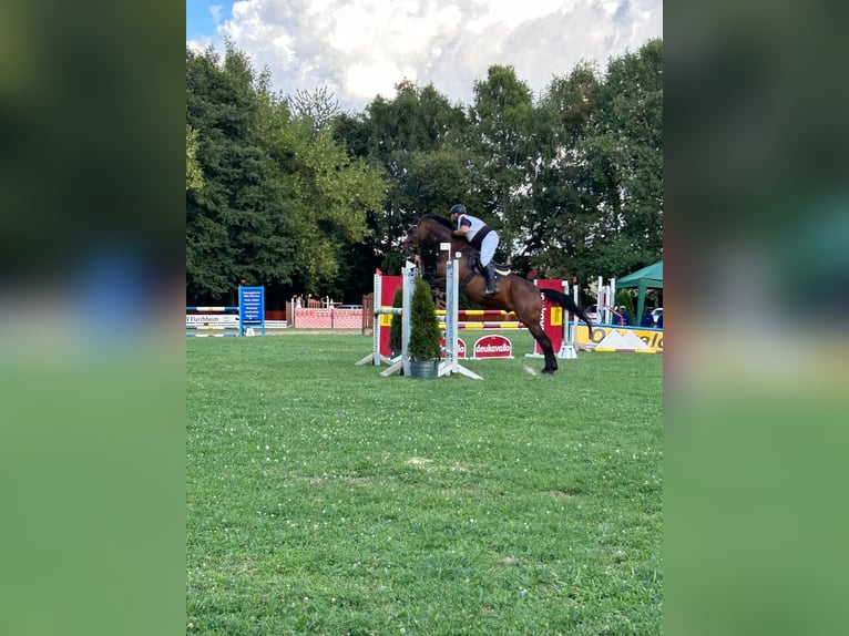 Deutsches Sportpferd Wallach 21 Jahre 176 cm Brauner in Altengottern
