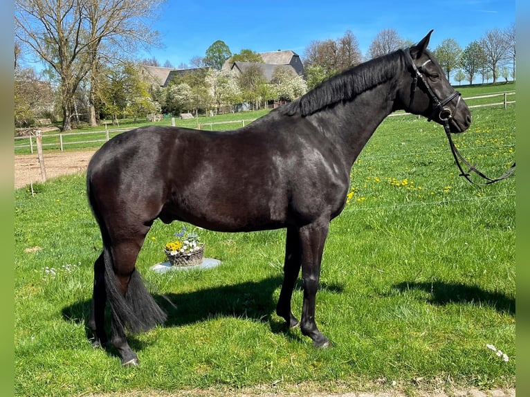 Deutsches Sportpferd Wallach 22 Jahre 162 cm Rappe in Penig