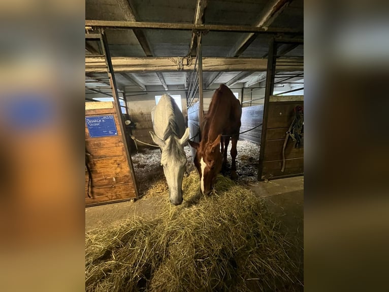 Deutsches Sportpferd Wallach 22 Jahre in Mietingen