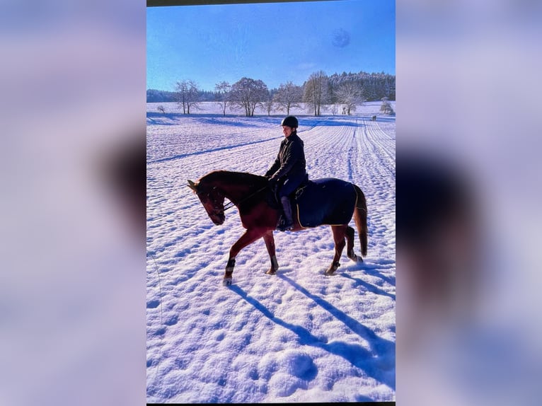 Deutsches Sportpferd Wallach 22 Jahre in Mietingen