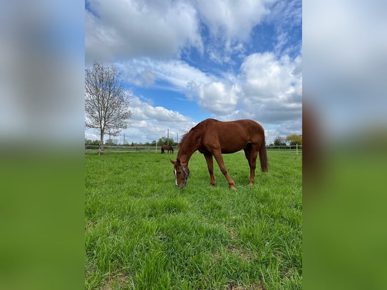Deutsches Sportpferd Wallach 23 Jahre in Mietingen