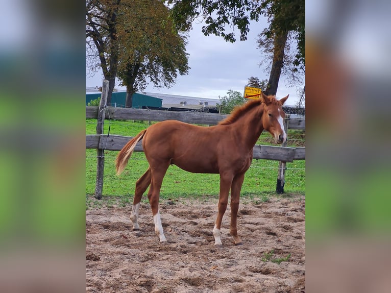 Deutsches Sportpferd Wallach 2 Jahre 150 cm Fuchs in Neuensund