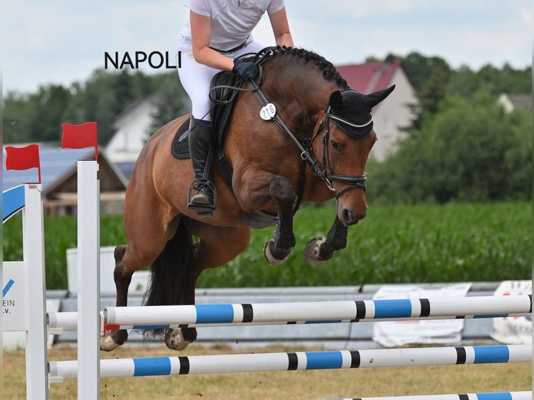 Deutsches Sportpferd Wallach 2 Jahre 157 cm Fuchs in Arzberg