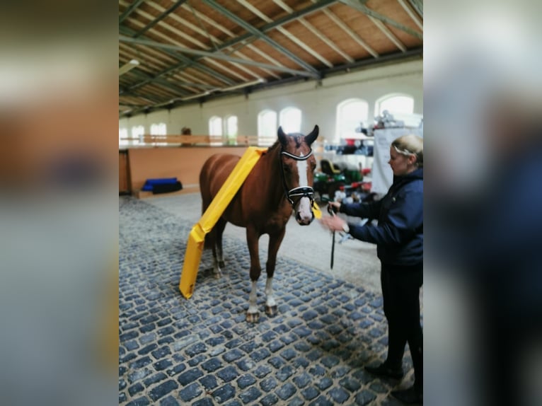 Deutsches Sportpferd Wallach 2 Jahre 157 cm Fuchs in Arzberg