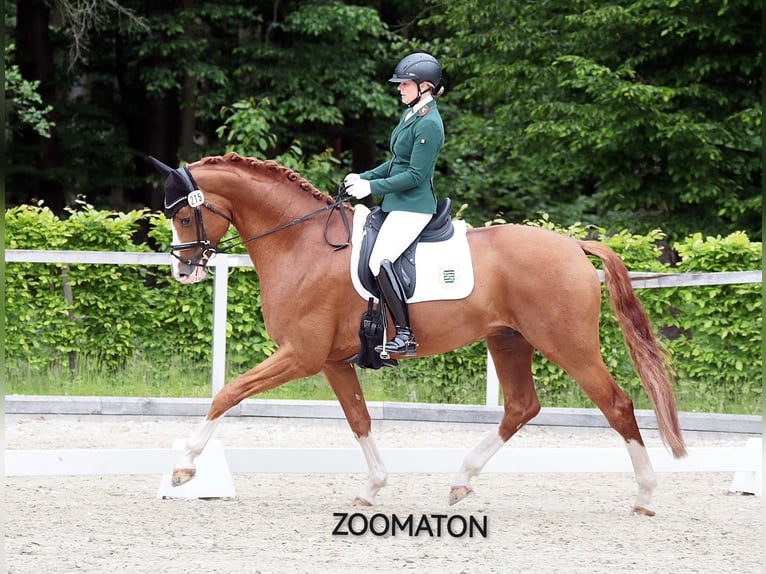 Deutsches Sportpferd Wallach 2 Jahre 157 cm Fuchs in Arzberg
