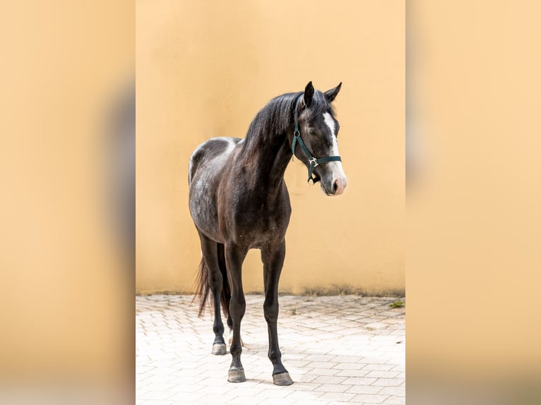 Deutsches Sportpferd Mix Wallach 2 Jahre 158 cm Rappschimmel in MarxheimGraisbach