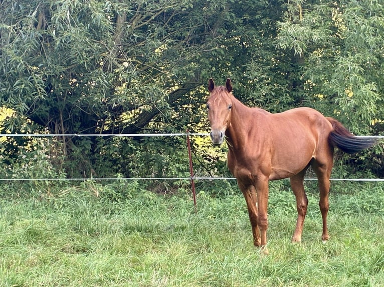 Deutsches Sportpferd Wallach 2 Jahre 160 cm Fuchs in Grimma