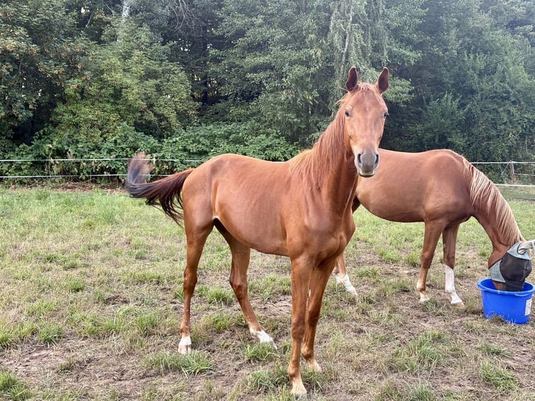 Deutsches Sportpferd Wallach 2 Jahre 160 cm Fuchs in Grimma