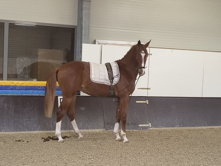 Deutsches Sportpferd Wallach 2 Jahre 162 cm Fuchs in Ritzing