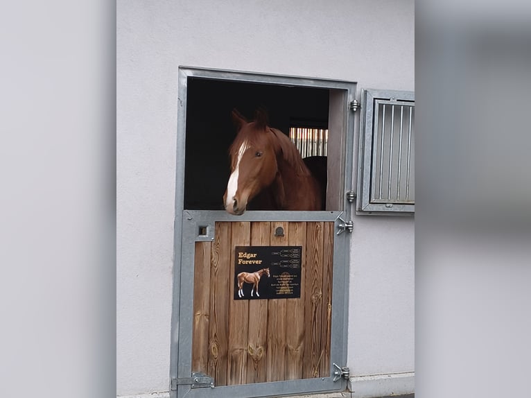 Deutsches Sportpferd Wallach 2 Jahre 162 cm Fuchs in Ritzing