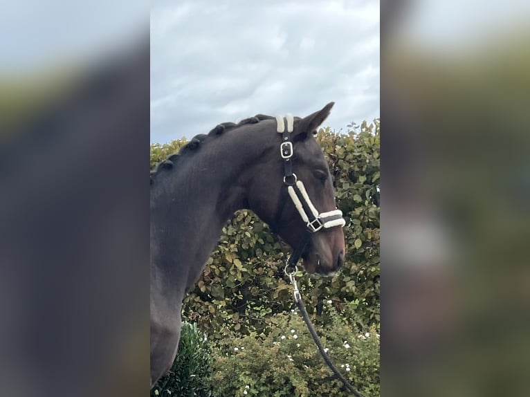 Deutsches Sportpferd Wallach 2 Jahre 163 cm Brauner in Mengen