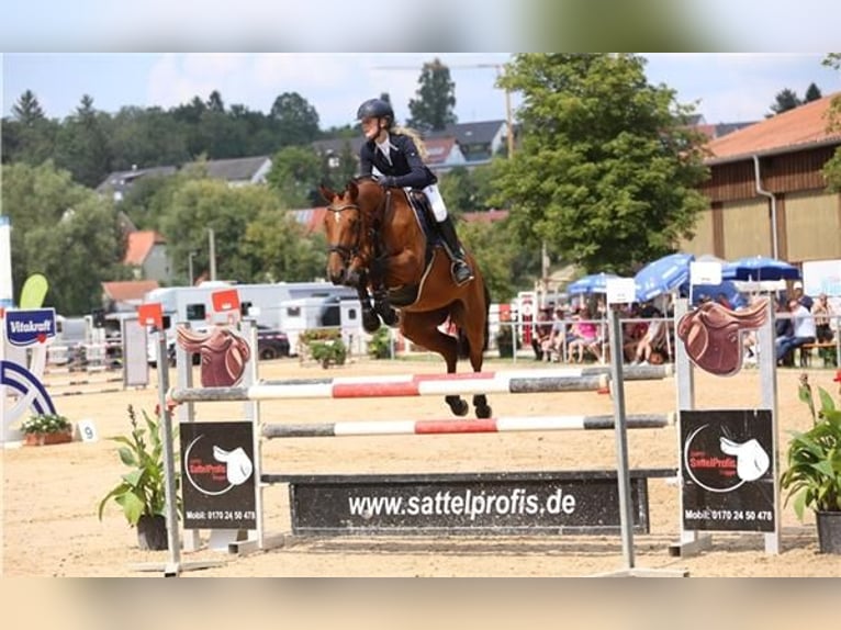 Deutsches Sportpferd Wallach 2 Jahre 166 cm Brauner in Volsemenhusen