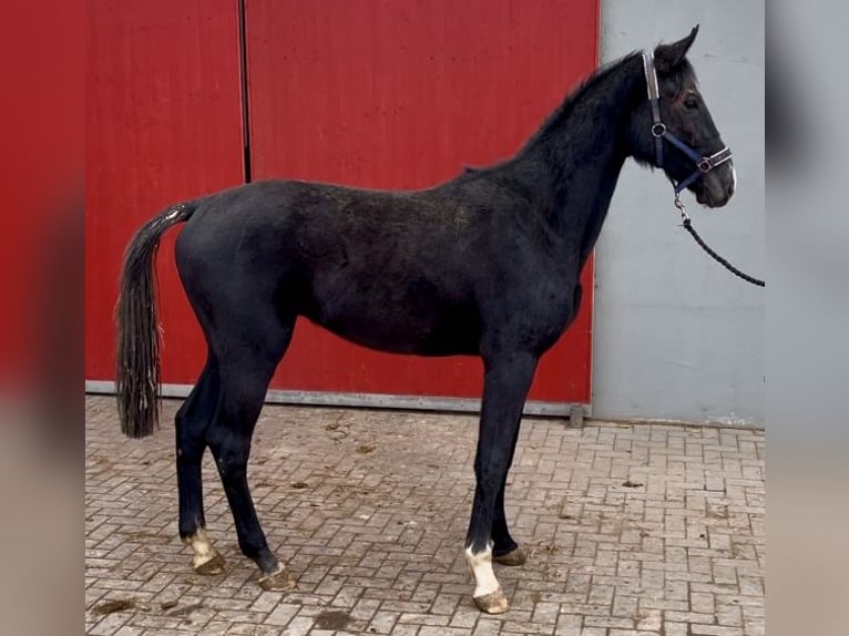 Deutsches Sportpferd Wallach 2 Jahre 166 cm Schimmel in Penig