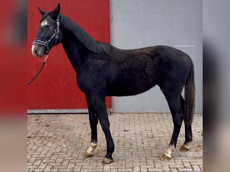 Deutsches Sportpferd Wallach 2 Jahre 166 cm Schimmel in Penig