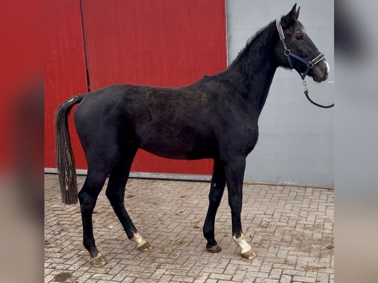 Deutsches Sportpferd Wallach 2 Jahre 166 cm Schimmel in Penig