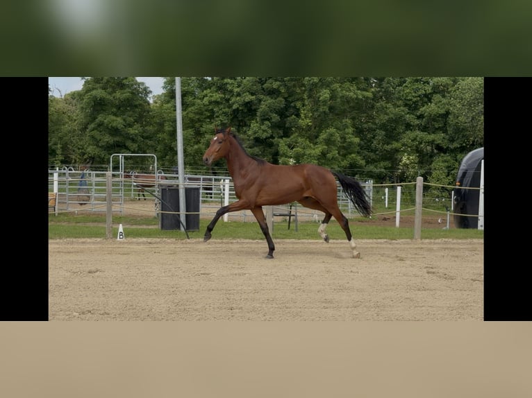 Deutsches Sportpferd Wallach 2 Jahre 167 cm Brauner in Schmadebeck