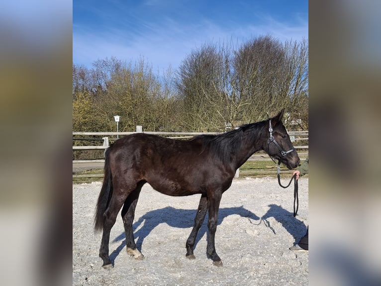 Deutsches Sportpferd Wallach 2 Jahre 168 cm Rappe in Kurtscheid