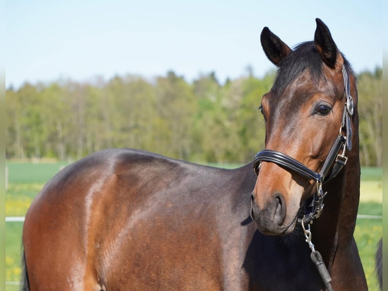 Deutsches Sportpferd Wallach 2 Jahre 169 cm Brauner in Herrnhut