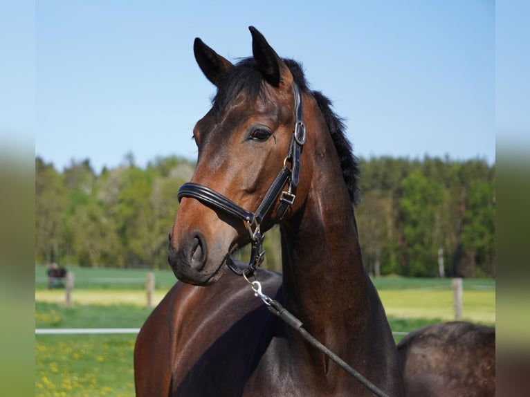 Deutsches Sportpferd Wallach 2 Jahre 169 cm Brauner in Herrnhut