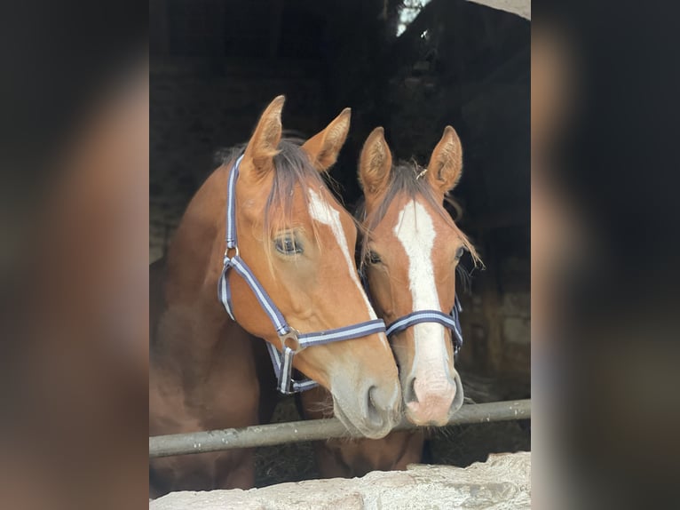 Deutsches Sportpferd Wallach 2 Jahre 170 cm Brauner in Hohe Börde