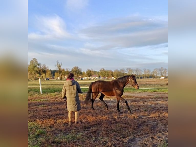 Deutsches Sportpferd Wallach 2 Jahre 170 cm Dunkelbrauner in Nassenheide Deutsches Sportpferd Wallach 2 Jahre 170 cm Dunkelbrauner in Nassenheide