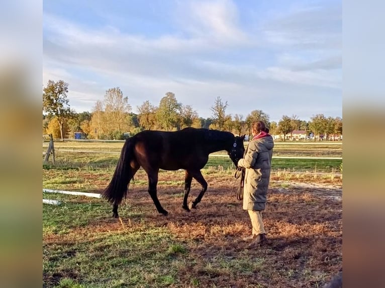 Deutsches Sportpferd Wallach 2 Jahre 170 cm Dunkelbrauner in Nassenheide Deutsches Sportpferd Wallach 2 Jahre 170 cm Dunkelbrauner in Nassenheide
