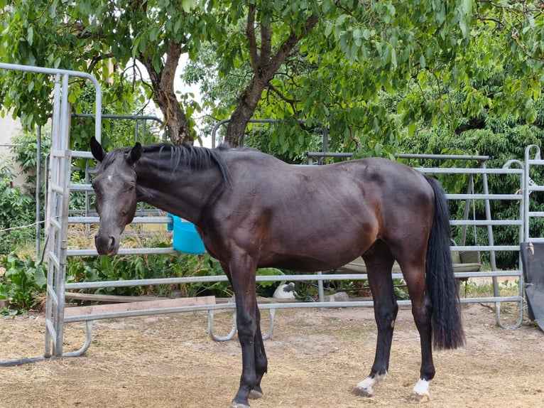 Deutsches Sportpferd Wallach 2 Jahre 170 cm Rappe in Höchstadt an der Aisch