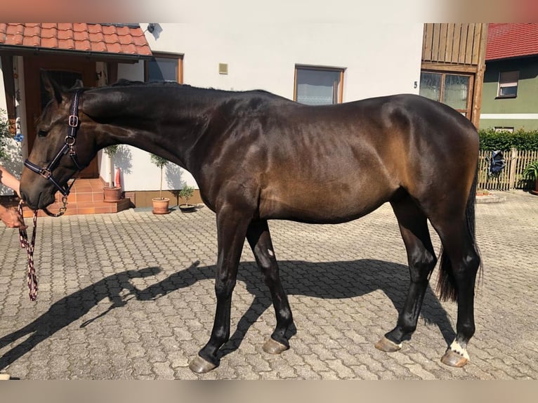 Deutsches Sportpferd Wallach 2 Jahre 173 cm Schwarzbrauner in Deining