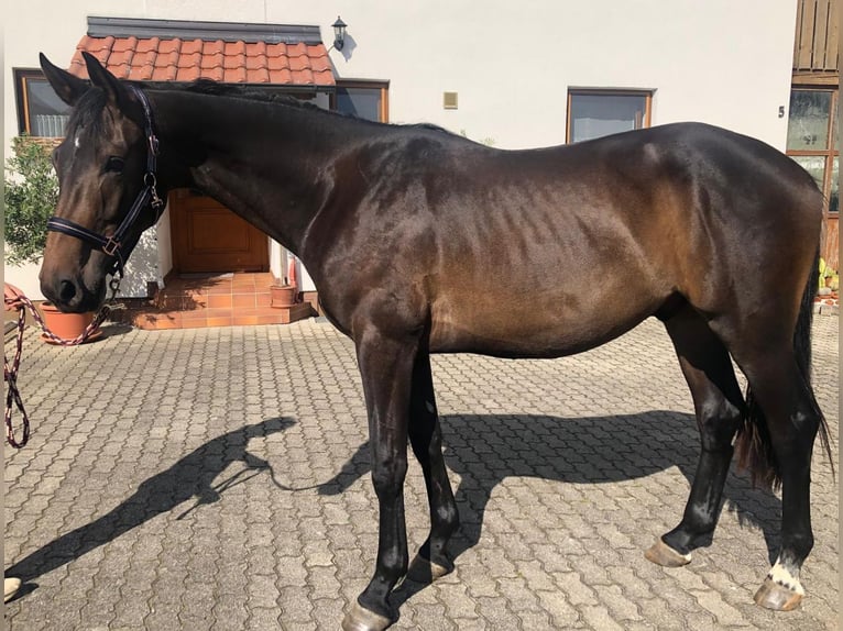 Deutsches Sportpferd Wallach 2 Jahre 173 cm Schwarzbrauner in Deining