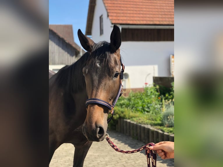 Deutsches Sportpferd Wallach 2 Jahre 173 cm Schwarzbrauner in Deining
