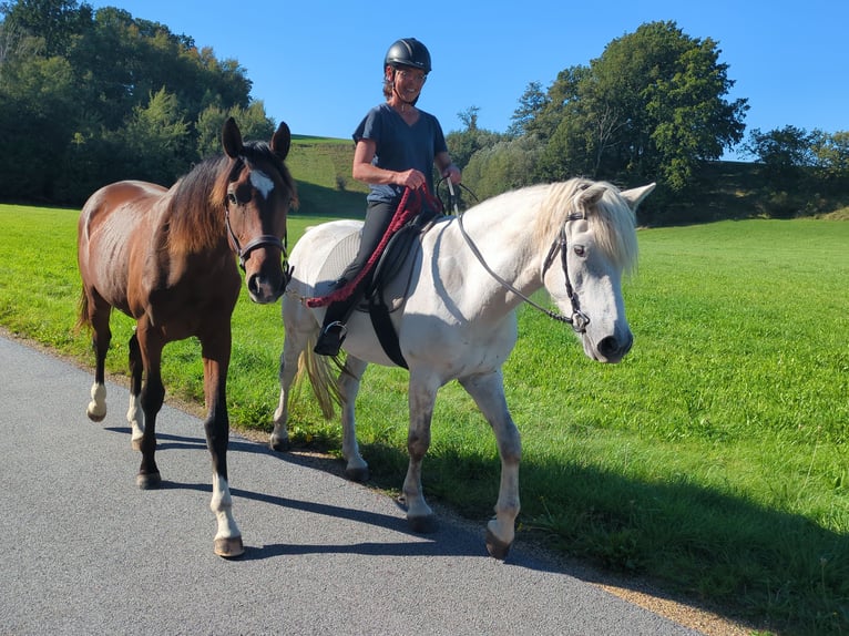 Deutsches Sportpferd Wallach 2 Jahre 175 cm Brauner in Schönau-Berzdorf