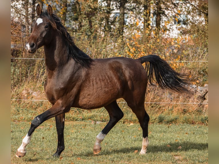 Deutsches Sportpferd Wallach 2 Jahre 175 cm Brauner in Schönau-Berzdorf
