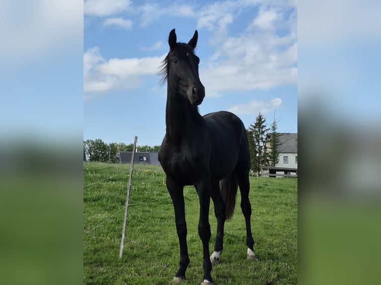 Deutsches Sportpferd Wallach 2 Jahre 175 cm Rappe in Hainichen