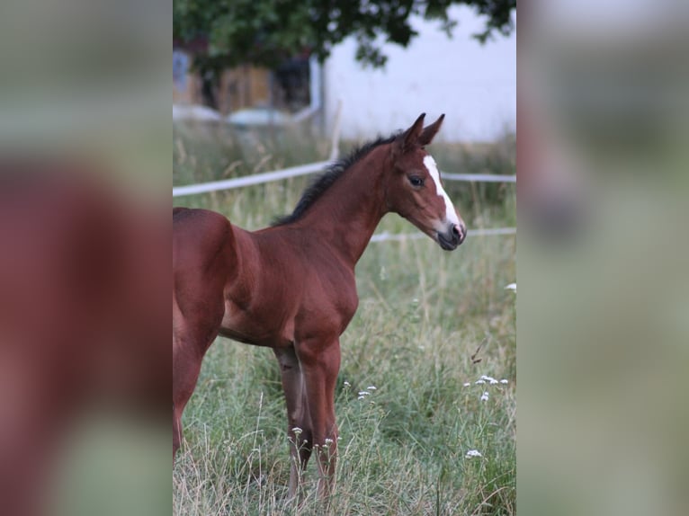 Deutsches Sportpferd Wallach 2 Jahre Brauner in Altenburg