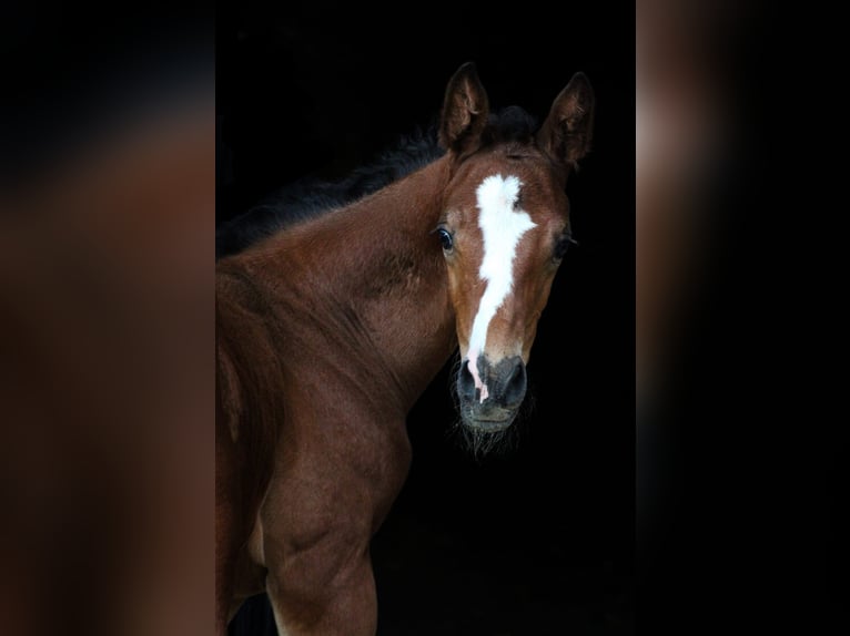 Deutsches Sportpferd Wallach 2 Jahre Brauner in Altenburg