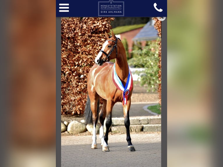 Deutsches Sportpferd Wallach 2 Jahre Brauner in Altenburg