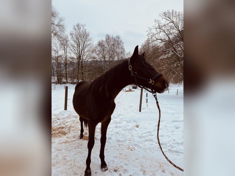 Deutsches Sportpferd Wallach 2 Jahre Dunkelbrauner in Amt Creuzburg