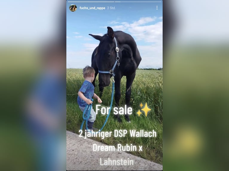 Deutsches Sportpferd Wallach 2 Jahre Rappe in Nemsdorf-G&#xF6;hrendorf