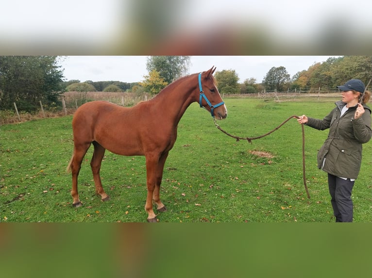Deutsches Sportpferd Wallach 3 Jahre 155 cm Fuchs in Uhyst