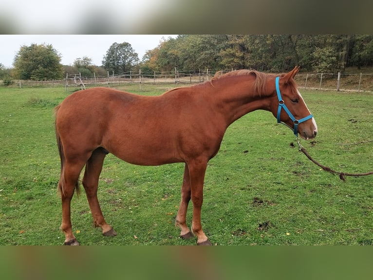 Deutsches Sportpferd Wallach 3 Jahre 155 cm Fuchs in Uhyst
