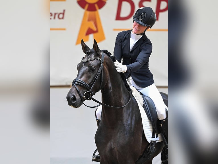 Deutsches Sportpferd Wallach 3 Jahre 156 cm Dunkelbrauner in Gomadingen