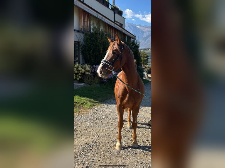 Deutsches Sportpferd Wallach 3 Jahre 156 cm Fuchs in Schenna