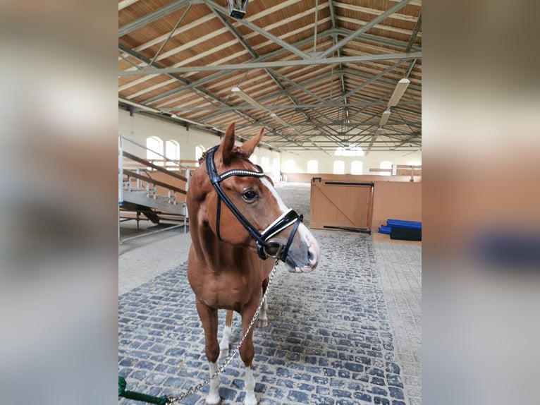 Deutsches Sportpferd Wallach 3 Jahre 157 cm Fuchs in Arzberg