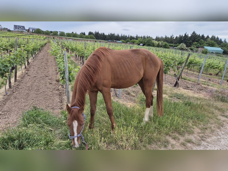 Deutsches Sportpferd Wallach 3 Jahre 158 cm Fuchs in Geisenheim