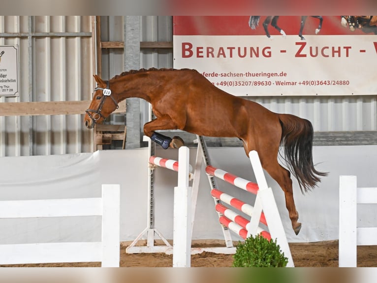 Deutsches Sportpferd Wallach 3 Jahre 159 cm Fuchs in Heideland bei Eisenberg