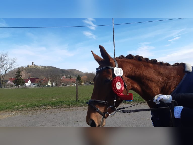Deutsches Sportpferd Wallach 3 Jahre 159 cm Fuchs in Heideland bei Eisenberg