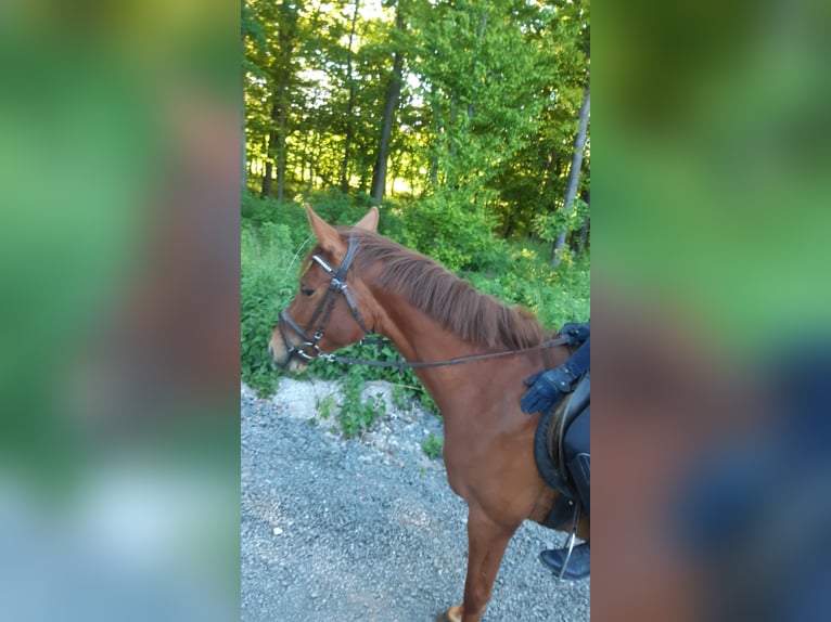 Deutsches Sportpferd Wallach 3 Jahre 159 cm Fuchs in Heideland bei Eisenberg